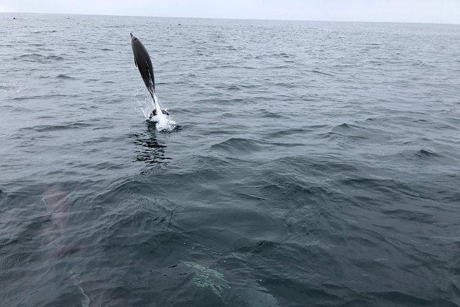 Family and Private Group Whale and Dolphin Watching - Snacks, drinks, and the BYOB option