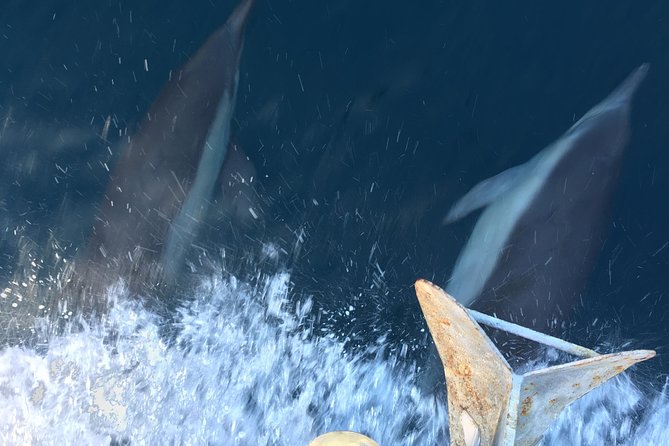 Family and Private Group Whale and Dolphin Watching - The ride itself: speed, space, and comfort
