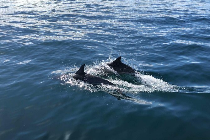 Family and Private Group Whale and Dolphin Watching - Who will enjoy this Dana Point outing most