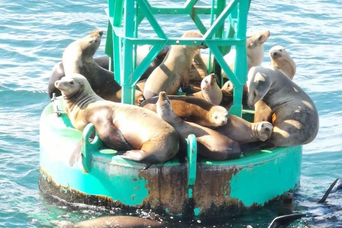 Family and Private Group Whale and Dolphin Watching - Booking, cancellation, and practical timing