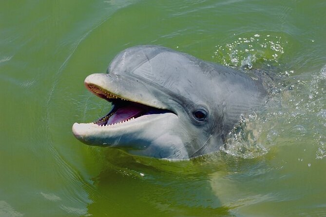Family Friendly Dolphin Nature Kayak Tours in Hilton Head - Paddling into Broad Creek Estuary