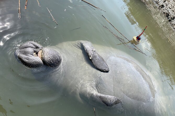 Family Friendly Dolphin Nature Kayak Tours in Hilton Head - Final call: a strong choice with one clear condition