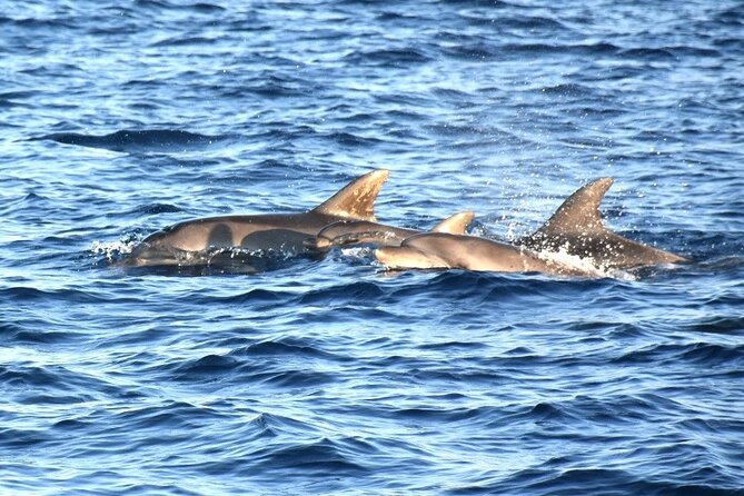 Fantastic DOLPHIN & SUNSET TOUR with dinner ( Pula-NP BRIJUNI ) - Leaving Pula Harbour at 6:00 pm