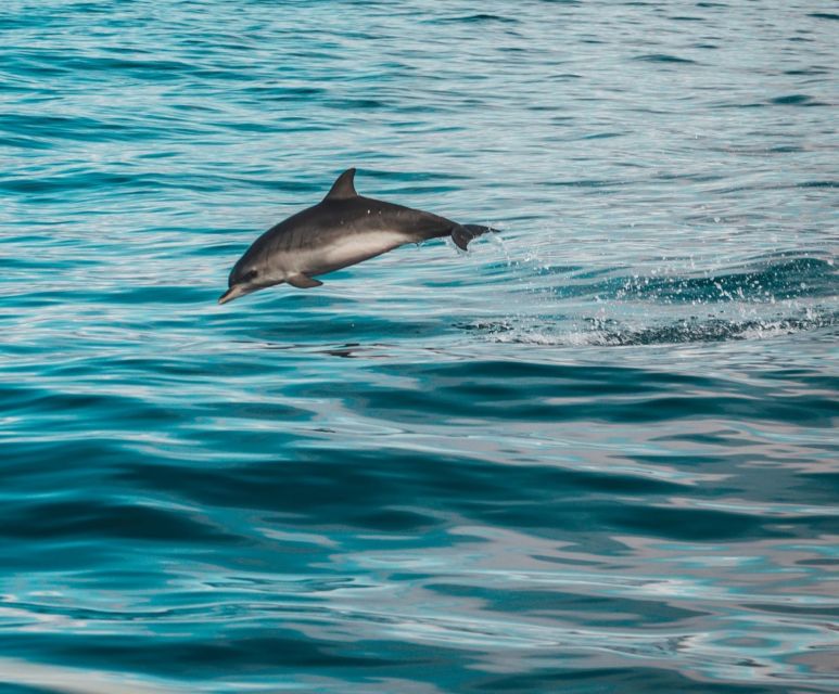 Faro: Dolphin and Marine Life Watching Boat Tour - Key points to know before you book
