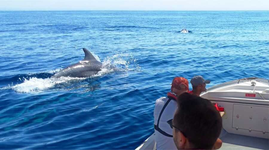 Faro: Dolphin and Marine Life Watching Boat Tour - One and a half hours searching the Atlantic