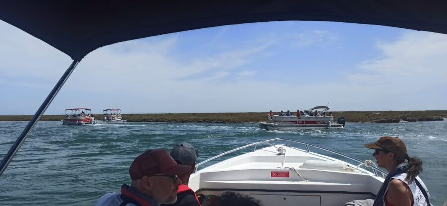 Faro: Dolphin and Marine Life Watching Boat Tour - What the $64 price buys you