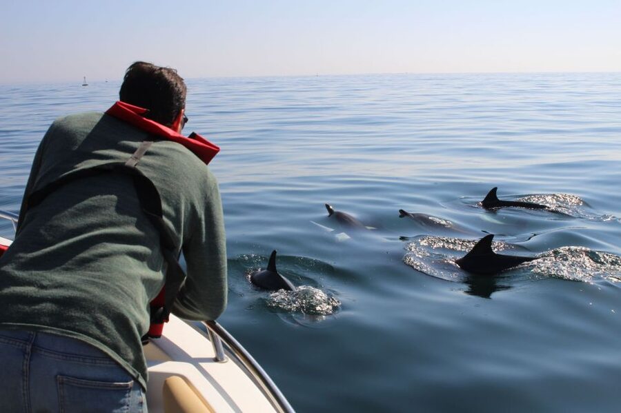 Faro: Dolphin and Marine Life Watching Boat Tour - Languages, safety, and simple preparation