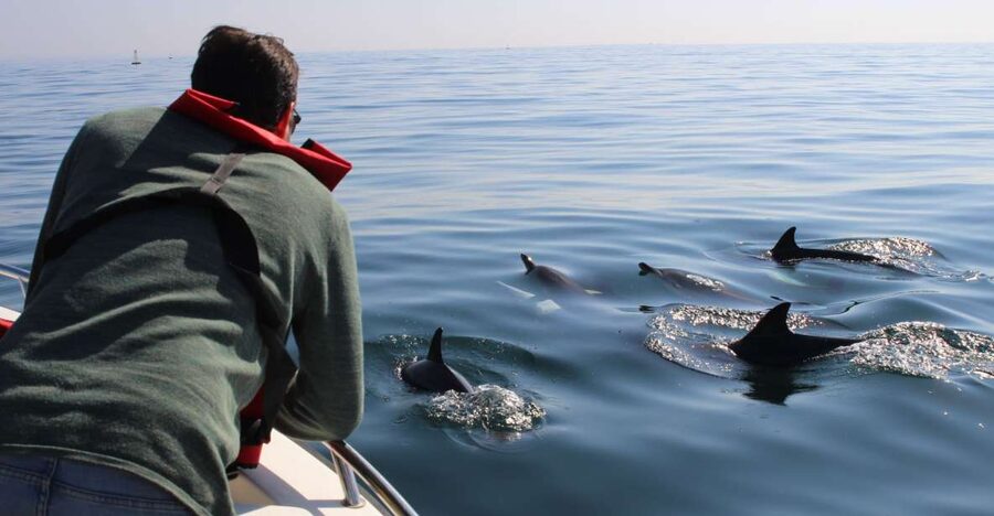 Faro: Dolphin and Marine Life Watching Boat Tour - My verdict: a strong choice for a small-group Faro outing
