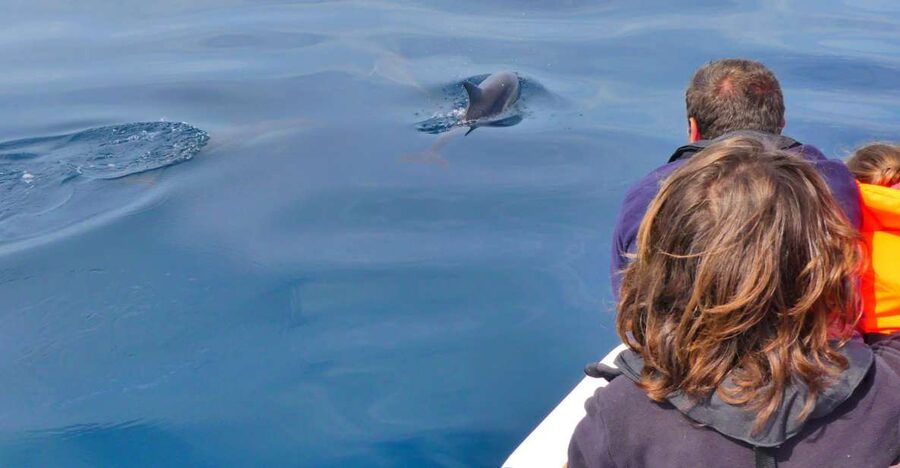 Faro: Dolphin and Wildlife Watching in the Atlantic Ocean - Key points before you book