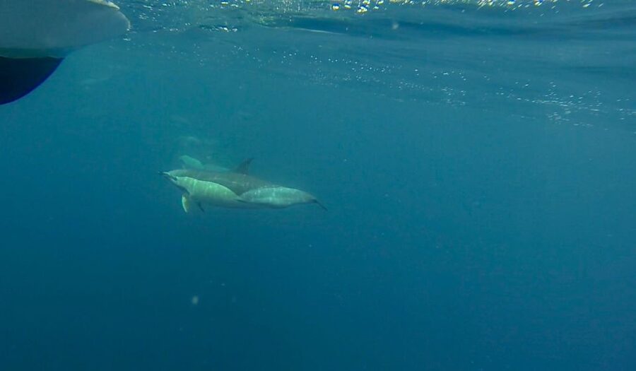 Faro: Dolphin and Wildlife Watching in the Atlantic Ocean - Who will enjoy this most?
