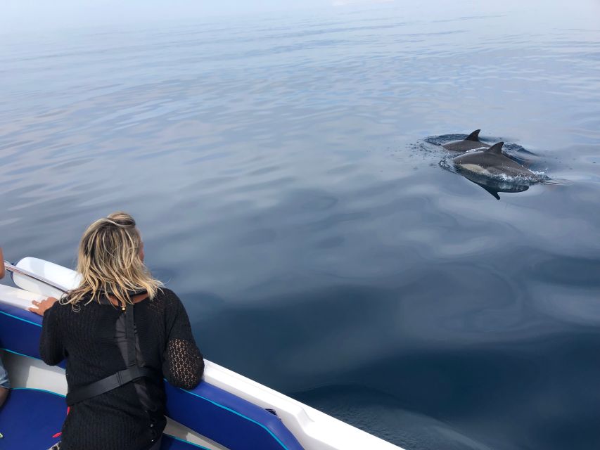 Faro: Dolphin and Wildlife Watching in the Atlantic Ocean - What else might appear beside the boat