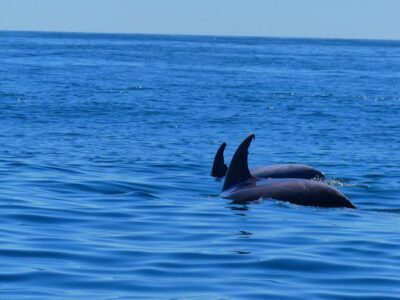 Dolphin and Wildlife Watching in the Atlantic Ocean
