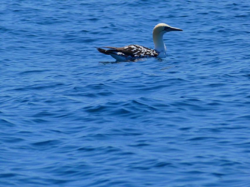Faro: Dolphin and Wildlife Watching in the Atlantic Ocean - The return ride and Ria Formosa views