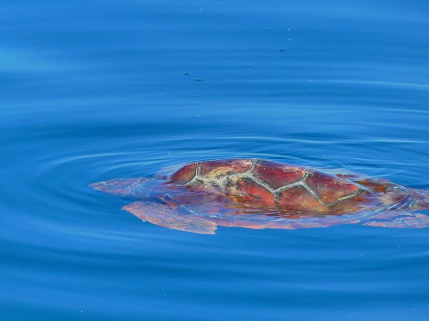 Faro: Dolphin and Wildlife Watching in the Atlantic Ocean - Does $76 offer good value?