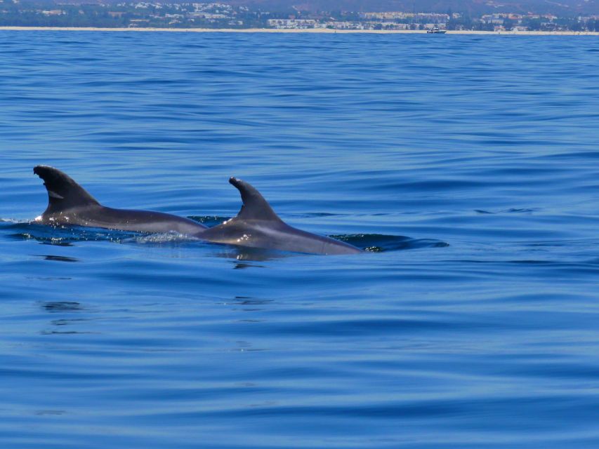 Faro: Dolphin and Wildlife Watching in the Atlantic Ocean - The strongest part is the guiding