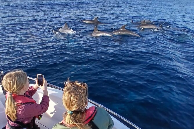FARO Fantastic Dolphin Observation Tour and Marine Life - Key points to know before booking