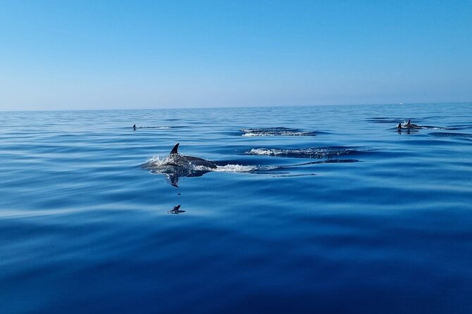 FARO Fantastic Dolphin Observation Tour and Marine Life - What the $72.25 price means