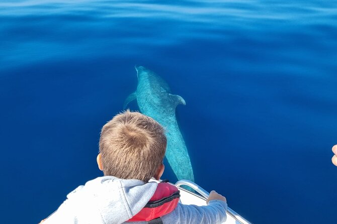 FARO Fantastic Dolphin Observation Tour and Marine Life - The early start and practical planning