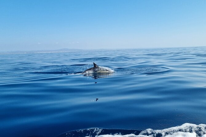 FARO Fantastic Dolphin Observation Tour and Marine Life - How to make the most of a wildlife outing