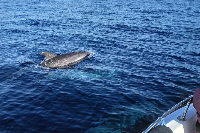 FARO Fantastic Dolphin Observation Tour and Marine Life - Ilha Deserta and Ilha do Farol