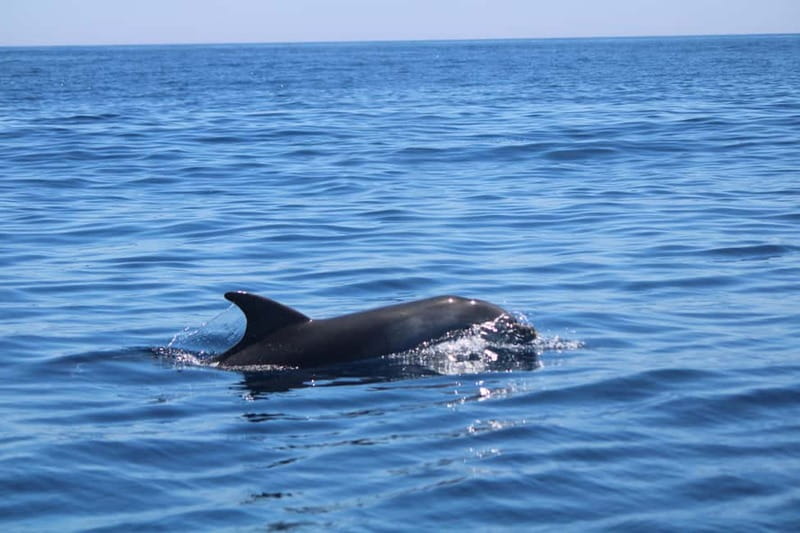 Faro: Funtastic Dolphin Watching Boat Tour - Leaving Faro Marina for Ria Formosa