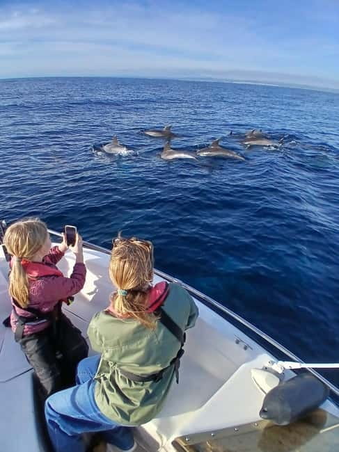 Faro: Funtastic Dolphin Watching Boat Tour - Out Into the Atlantic for the Wildlife Search