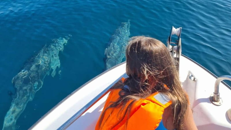 Faro: Funtastic Dolphin Watching Boat Tour - What Makes the Wildlife Rules Important