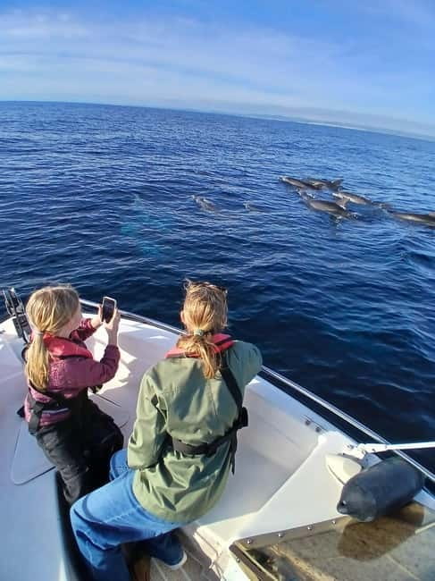 Faro: Funtastic Dolphin Watching Boat Tour - Guides Who Add More Than Directions