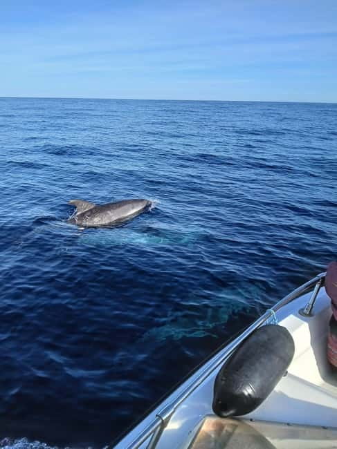 Faro: Funtastic Dolphin Watching Boat Tour - My Practical Verdict for Faro