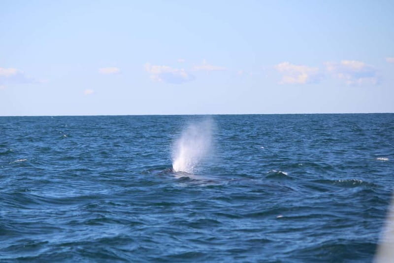 Faro: Funtastic Dolphin Watching Boat Tour - The First 15 Minutes Through Ria Formosa