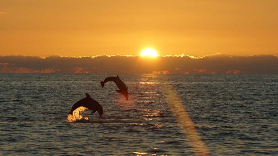 Fazana: Dolphin Finder in Brijuni islands Safari with Dinner - Who will enjoy this Fažana boat trip?