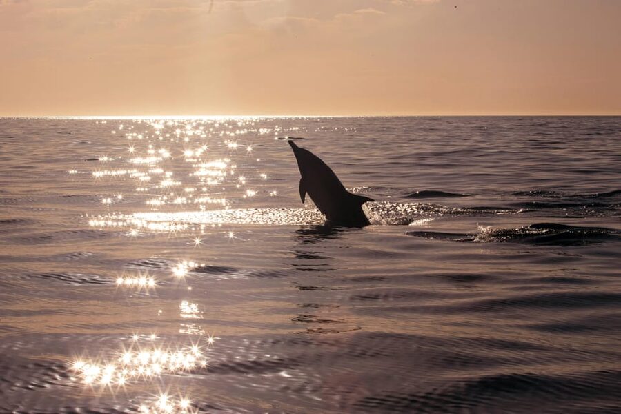 Fazana: Dolphin Finder in Brijuni islands Safari with Dinner - Dinner on board, with a practical warning