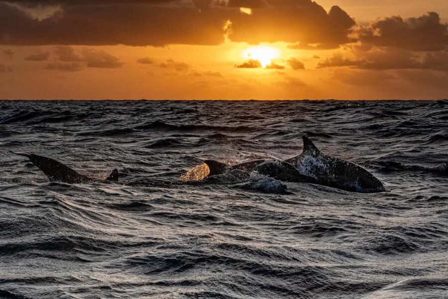 Fazana: Dolphin Finder in Brijuni islands Safari with Dinner - The return to Fažana
