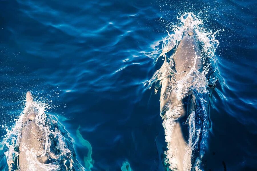 FAŽANA: DOLPHIN SAFARI - Key points to know before booking