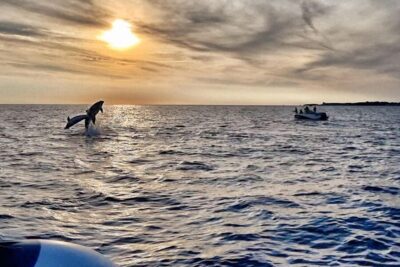 dolphin safari and sightseeing in Brijuni at sunset