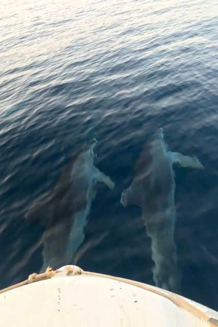Fazana: dolphin safari and sightseeing in Brijuni at sunset - Practical details before booking