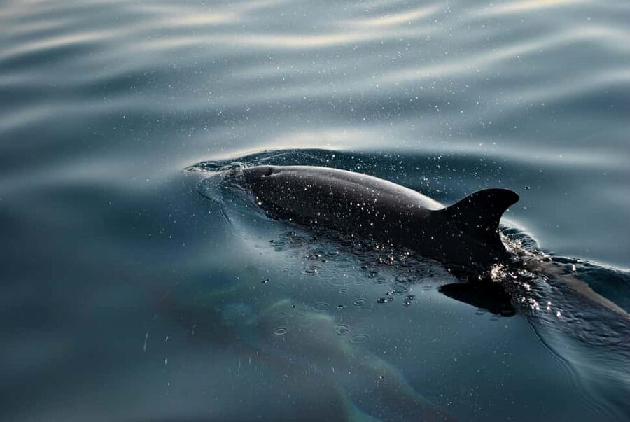 FAŽANA: DOLPHIN SAFARI - A glass-bottom view of the Adriatic