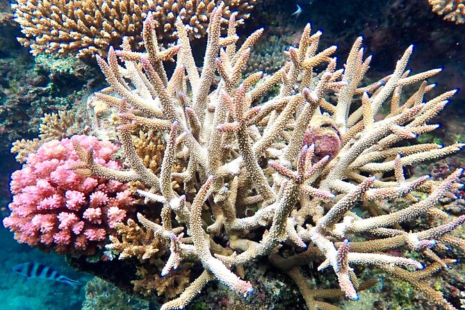 Fiji’s Best Dolphins tour and Snorkeling Adventure - The long road from Nadi to Rakiraki