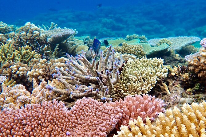 Fiji’s Best Dolphins tour and Snorkeling Adventure - A brief stop on the tidal sandbar