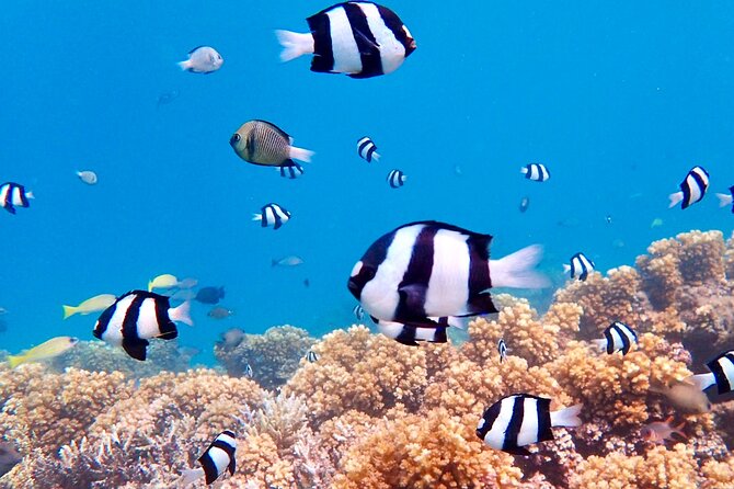 Fiji’s Best Dolphins tour and Snorkeling Adventure - Lunch, drinks, and what is not included