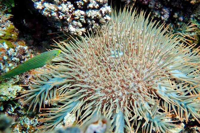 Fiji’s Best Dolphins tour and Snorkeling Adventure - A private outing with a few practical questions