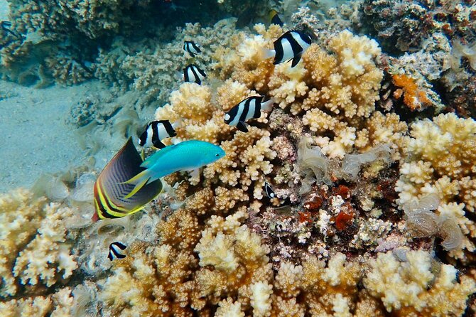 Fiji’s Best Dolphins tour and Snorkeling Adventure - Who will enjoy this Fiji day most