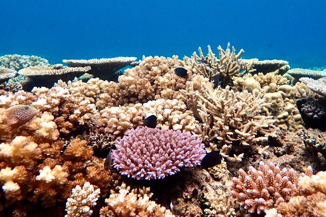 Fiji’s Best Dolphins tour and Snorkeling Adventure - Speedboat time in search of Pacific dolphins