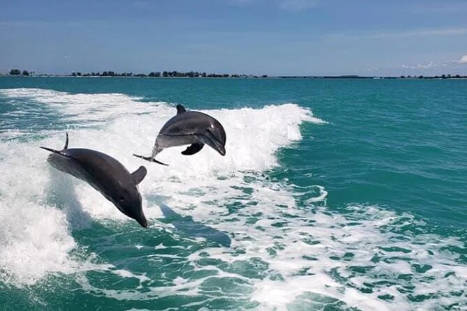 Fins Up - Dolphin & Island Sandbar Adventure in Clearwater Beach - Sunset cruises, morning donuts, and family appeal