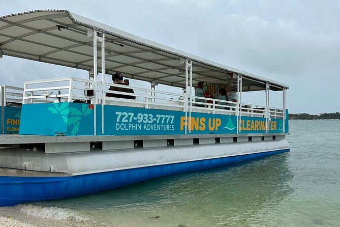Fins Up - Dolphin & Island Sandbar Adventure in Clearwater Beach - Dolphin watching in open Gulf waters