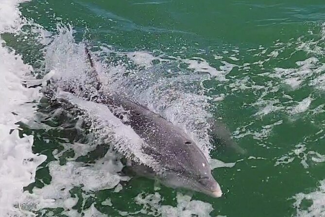 Fireworks Cruise with Dolphin Watch in Laguna Madre Bay - Louie’s Back Yard and the fireworks finale