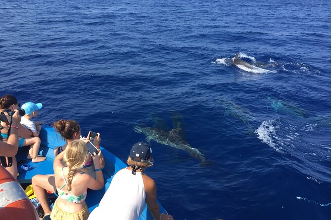 Fishing, Snorkelling & Dolphin Boat Tour - Dolphin and whale watching near Vibo Marina