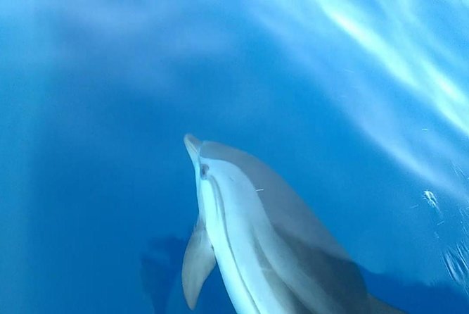 Fishing, Snorkelling & Dolphin Boat Tour - Weather, cancellation, and practical planning