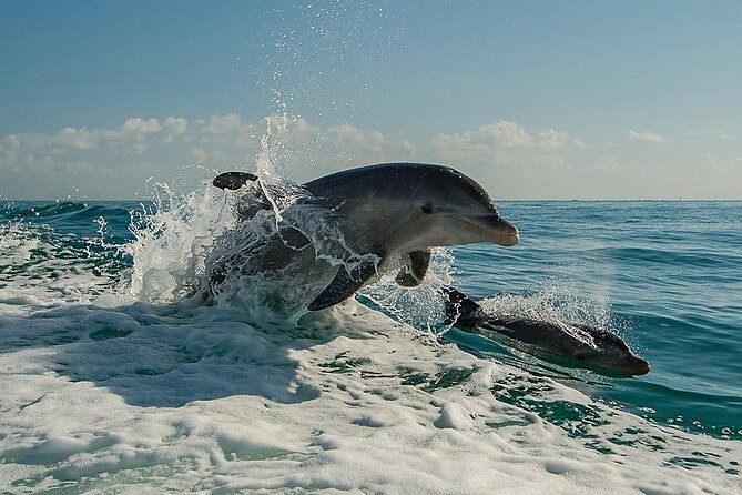 !! Flippers Fun Boat !! Dolphin Adventure Clearwater Beach! - What the Clearwater cruise is really like