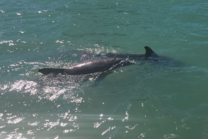 !! Flippers Fun Boat !! Dolphin Adventure Clearwater Beach! - Seating, shade, and what is on board